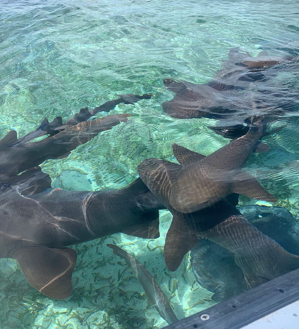A group of sharks swimming in clear turquoise water.