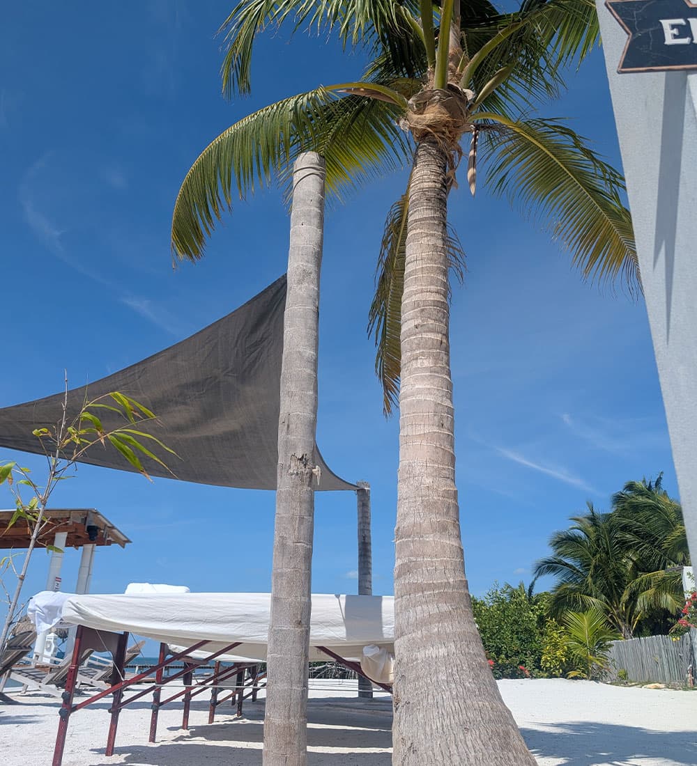 A tropical scene featuring palm trees and a shaded seating area against a clear blue sky.