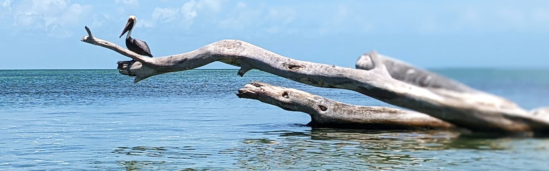 A pelican sits on a weathered log over calm waters under a blue sky.