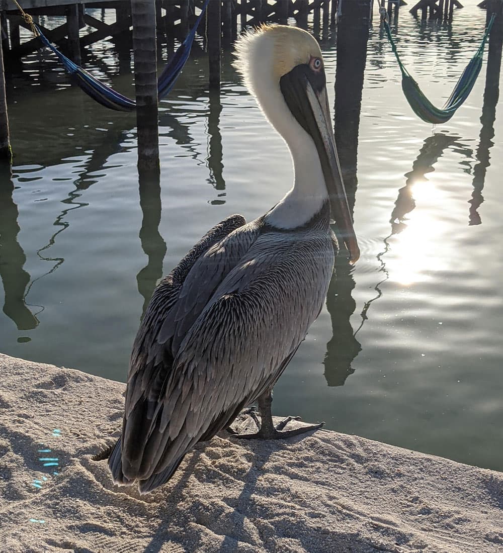 A pelican stands on the sandy shore beside calm water, with hammocks visible in the background.
