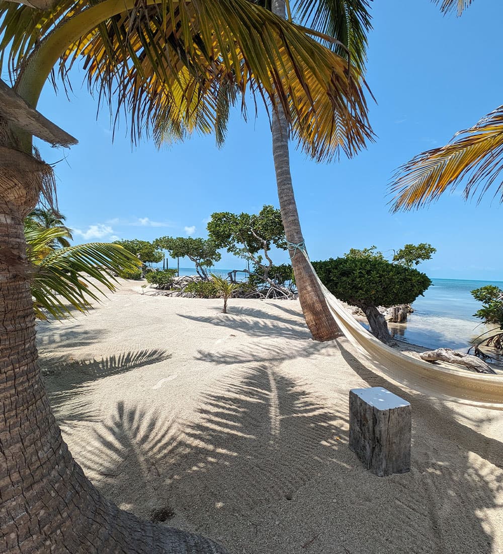 Tropical beach scene with palm trees, soft sand, and a hammock by the calm ocean.