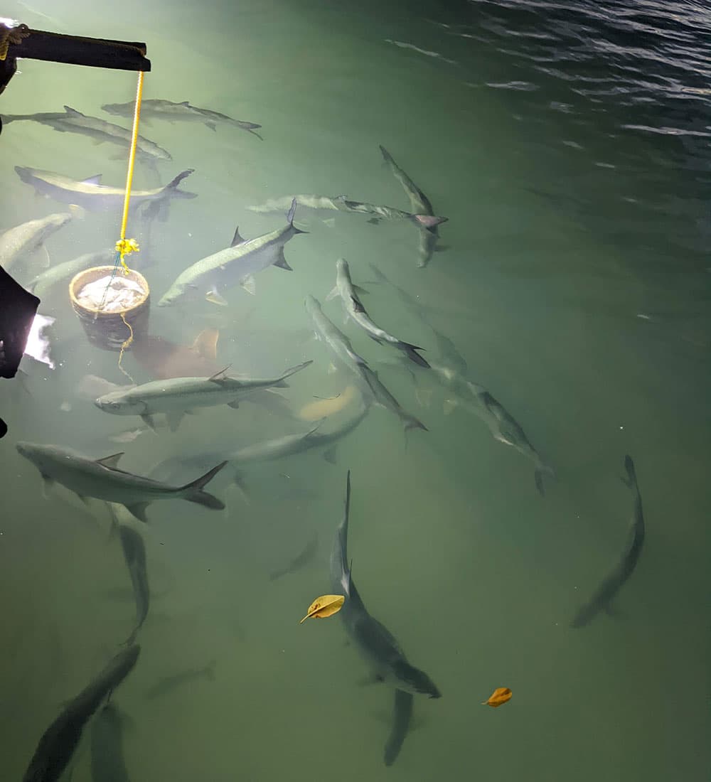 A group of fish swimming near a submerged bucket in greenish water.