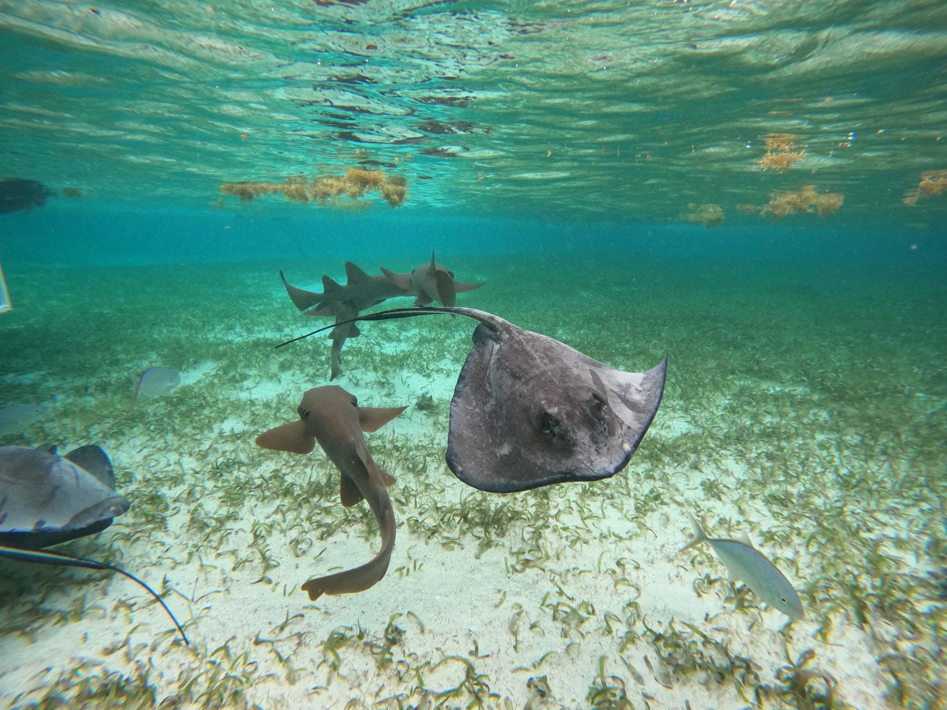 Snorkel sites, sting ray, nurse sharks Snorkel sites, sting ray, nurse sharks
